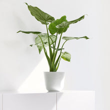 Ecopots Oslo Mini Pot Pure White