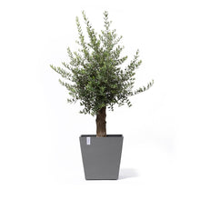 Ecopots Rotterdam Wheels 50 Grey