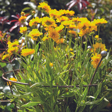 Tom Chambers Herbaceous Support Rust - Twin Pack